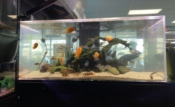 Blue Fish Aquarium