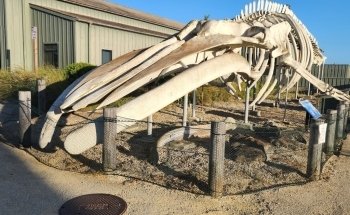 Seymour Marine Discovery Center