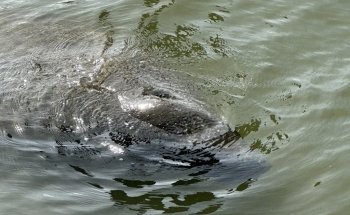 Manatee Center
