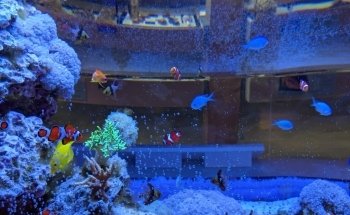 Bailey-Matthews National Shell Museum & Aquarium