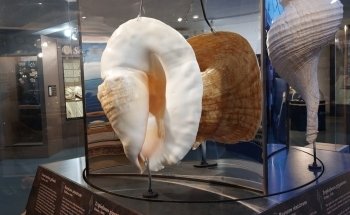 Bailey-Matthews National Shell Museum & Aquarium