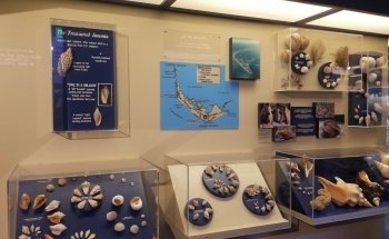 Bailey-Matthews National Shell Museum & Aquarium