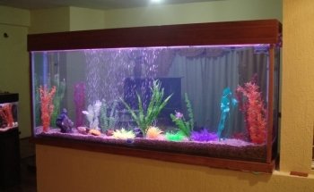 ACUARIUM Fish Ornametales