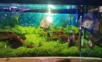 ACUARIUM Fish Ornametales