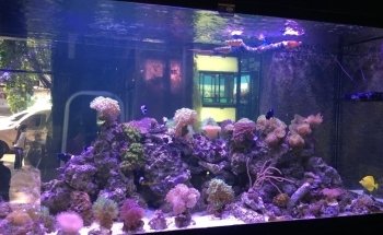 ACUARIUM Fish Ornametales