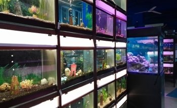 ACUARIUM Fish Ornametales