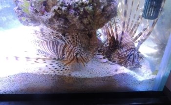 ACUARIUM Fish Ornametales