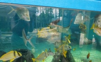 St. Augustine Aquarium