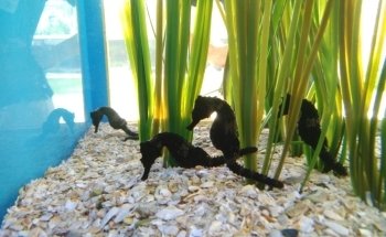 St. Augustine Aquarium