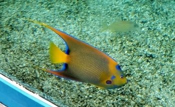 St. Augustine Aquarium