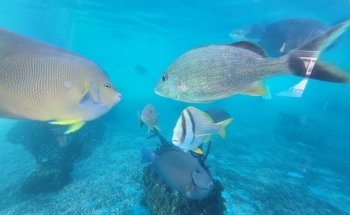 St. Augustine Aquarium
