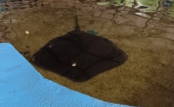 St. Augustine Aquarium