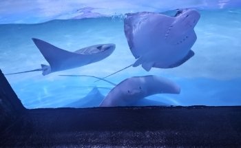 Blue Zoo Aquarium Rogers