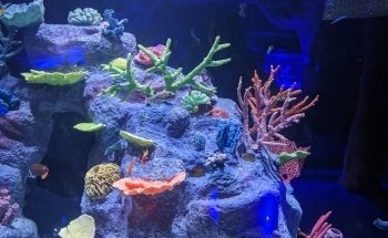Blue Zoo Aquarium Rogers