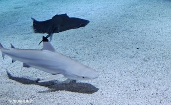 Blue Zoo Aquarium Rogers