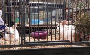 Pet Zone