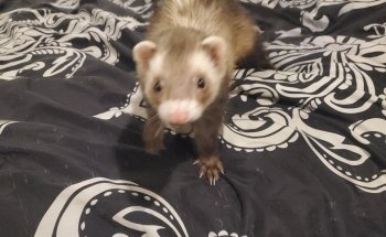 Pet Zone
