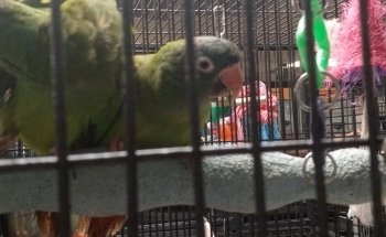 Pet Zone