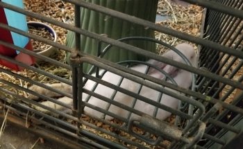 Pet Zone