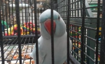 Pet Zone