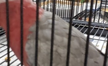 Pet Zone
