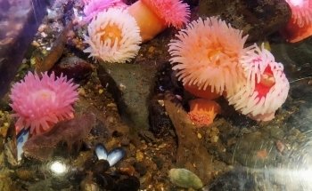 Seacoast Science Center