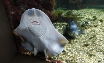Seacoast Science Center
