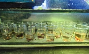 Neighborhood Fish Farm