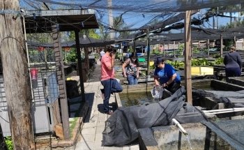 Neighborhood Fish Farm