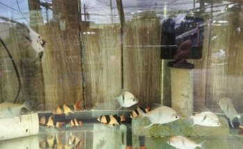 Neighborhood Fish Farm