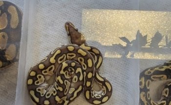 Exotic Pets