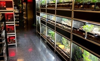 Exotic Pets