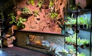 Exotic Pets