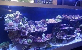 Nemo's Reef