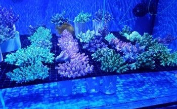 Nemo's Reef