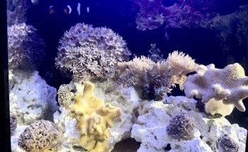 Nemo's Reef