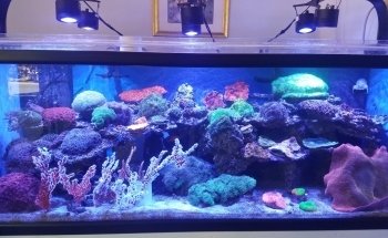 Nemo's Reef