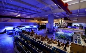 Nemo's Reef