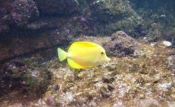 Flint RiverQuarium