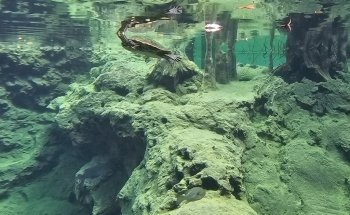 Flint RiverQuarium