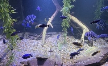 Flint RiverQuarium