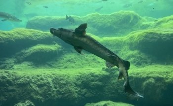 Flint RiverQuarium