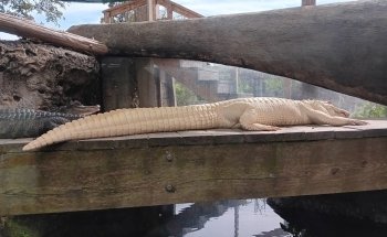 Flint RiverQuarium