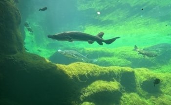 Flint RiverQuarium