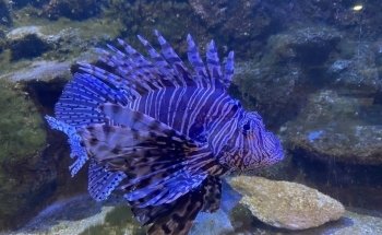 Flint RiverQuarium