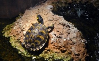 Flint RiverQuarium