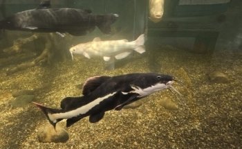 Jungle Reef