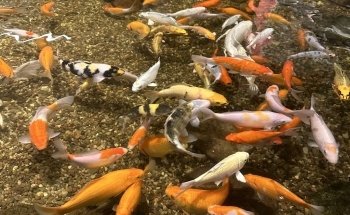 Jungle Reef