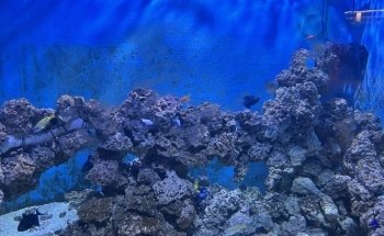 Jungle Reef