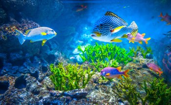 Fish Freaks